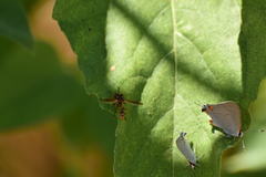 Physocephala marginata