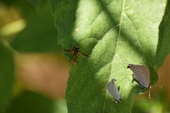 Physocephala marginata