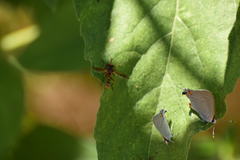 Physocephala marginata