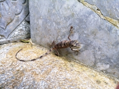 Pseudocalotes microlepis