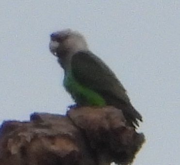 Cape Parrot (Poicephalus robustus), photo 3