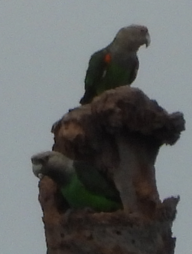 Cape Parrot (Poicephalus robustus), photo 2