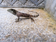 Pseudocalotes microlepis