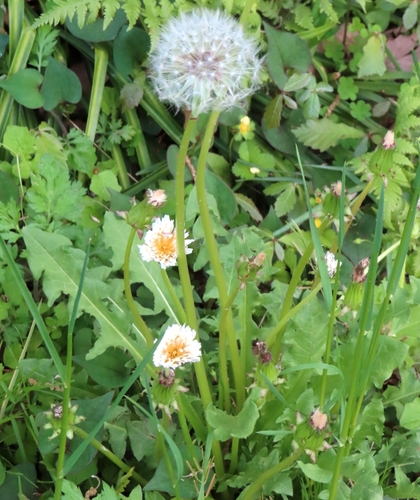 Image of Taraxacum albidum by (c) mami_t_t, some rights reserved (CC BY)