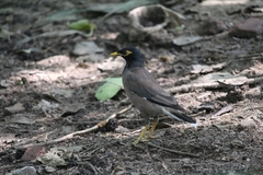 Acridotheres tristis