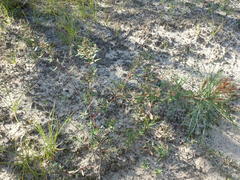 Crocanthemum dumosum