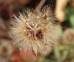 Leontodon saxatilis saxatilis