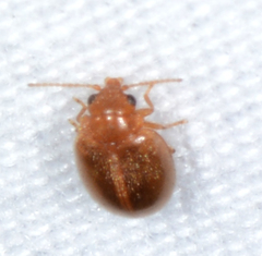 Prionocyphon limbatus