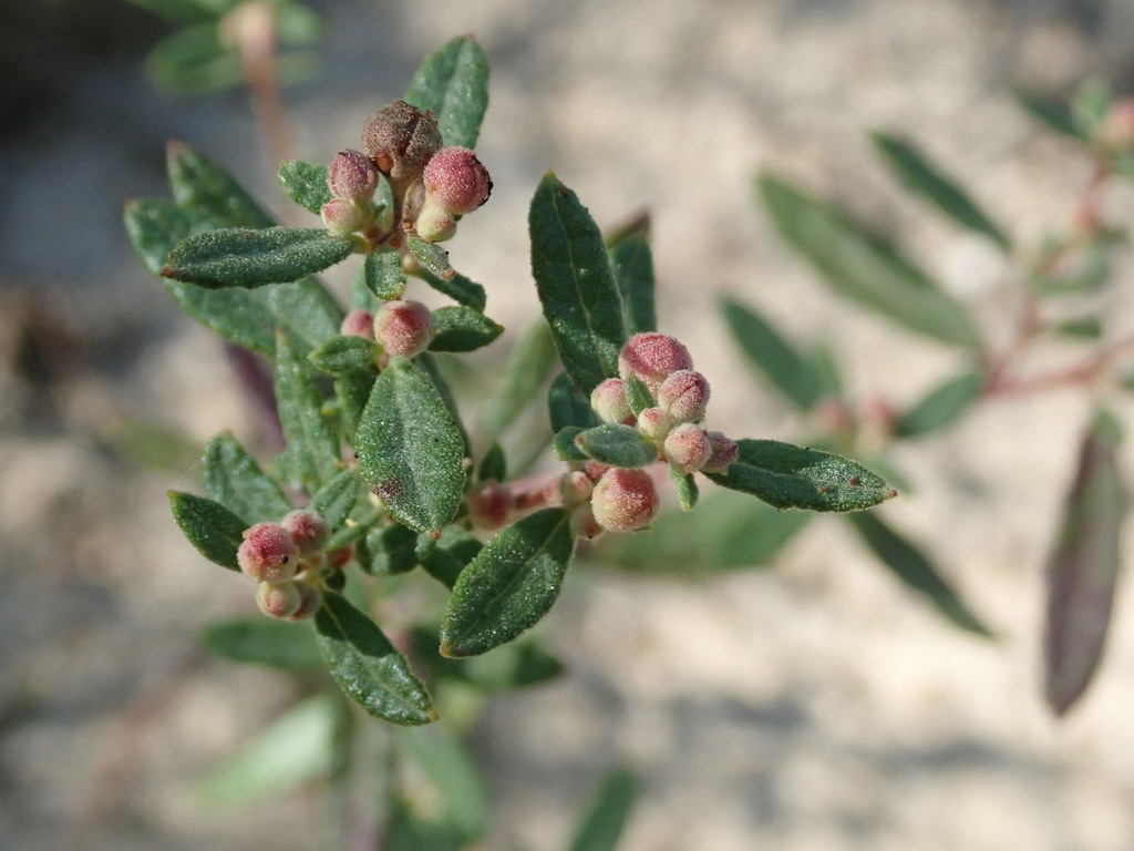 Bushy Frostweed (Linda Loring Nature Foundation Property) · iNaturalist