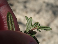 Crocanthemum dumosum