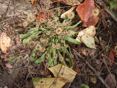 Leontodon saxatilis saxatilis