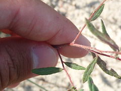 Crocanthemum dumosum