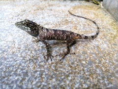 Pseudocalotes microlepis
