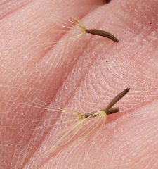 Leontodon saxatilis saxatilis