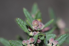 Crocanthemum dumosum