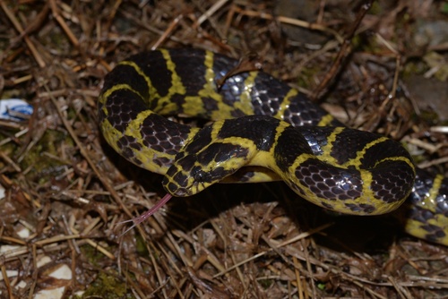 Big-tooth Snake