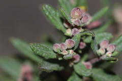 Crocanthemum dumosum