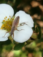 Nabis rugosus