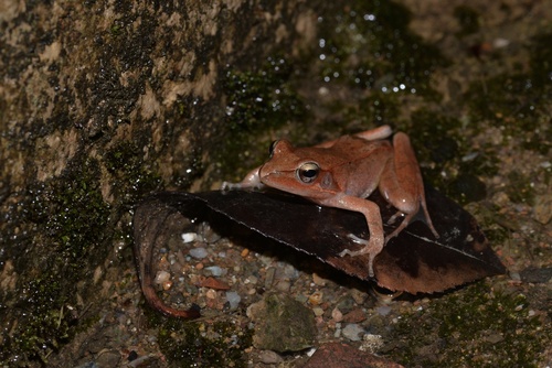 Taipa Frog