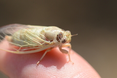 Cicadatra