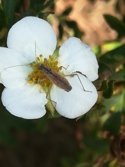 Nabis rugosus