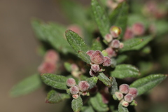Crocanthemum dumosum