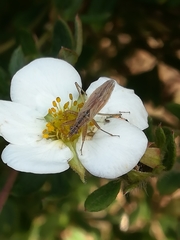 Nabis rugosus