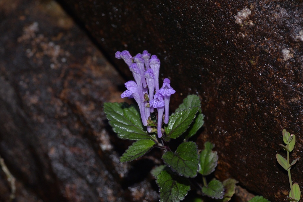 Scutellaria inghokensis
