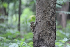 Funambulus pennantii