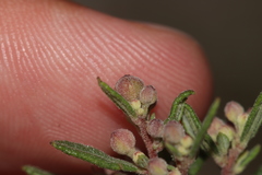 Crocanthemum dumosum