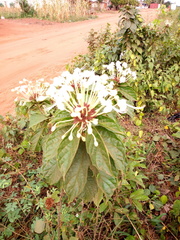 Clerodendrum quadriloculare