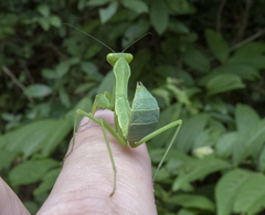 Hierodula pistillinota