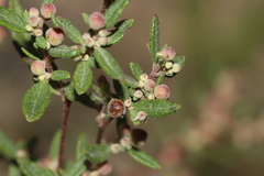Crocanthemum dumosum