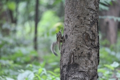 Funambulus pennantii