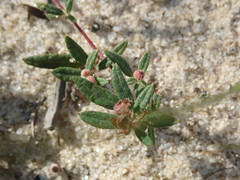 Crocanthemum dumosum