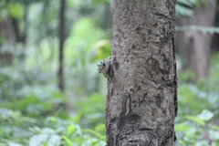 Funambulus pennantii