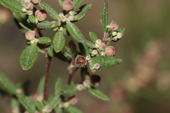 Crocanthemum dumosum