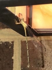 Enallagma vesperum