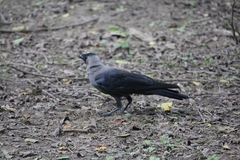 Corvus splendens