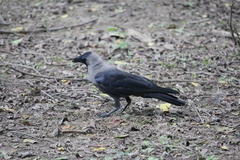 Corvus splendens