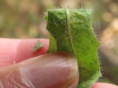 Leontodon saxatilis saxatilis