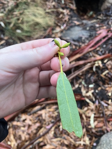 Eucalyptus dalrympleana