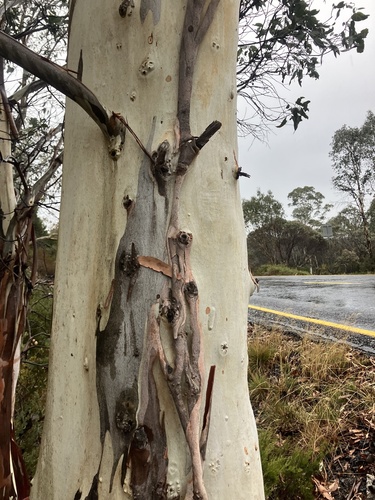 Eucalyptus dalrympleana, photograph 2