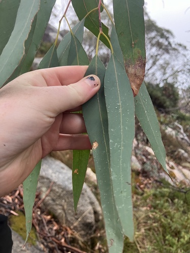 Eucalyptus dalrympleana, photograph 3