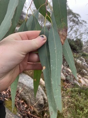 Eucalyptus dalrympleana, photograph (c) ttsquid, some rights reserved (CC BY)