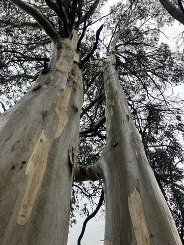 Eucalyptus dalrympleana, photograph 5
