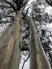 Eucalyptus dalrympleana, photograph (c) ttsquid, some rights reserved (CC BY)