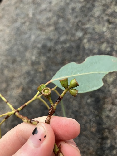 Eucalyptus dalrympleana, photograph 6