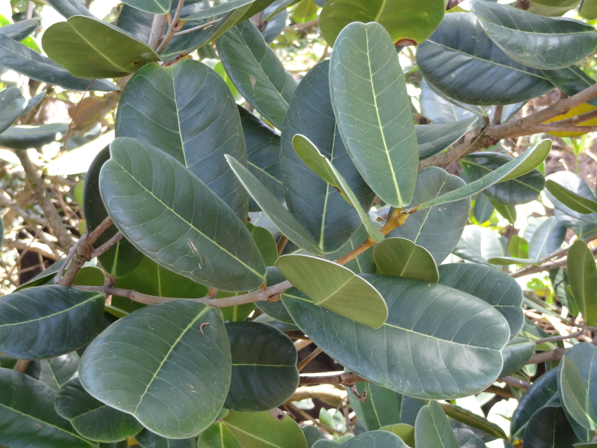 Noronhia emarginata
