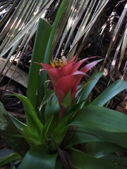 Guzmania lingulata